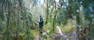 Kommuner kan minska risken för konflikt om skogen