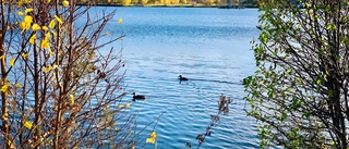 Läsarbilden: Änder simmar på Nördfjärden