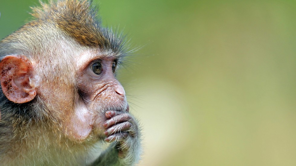 Makaken på bilden är inte makaken med hjärnimplantaten. Arkivbild.