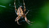 Vinnarnovell: En spindels bekännelse