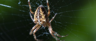 Vinnarnovell: En spindels bekännelse