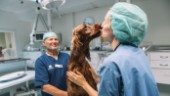 Hundar ska inte behöva dö i en vårdkö