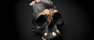 Unikt fynd – förhistorisk barnskalle hittad