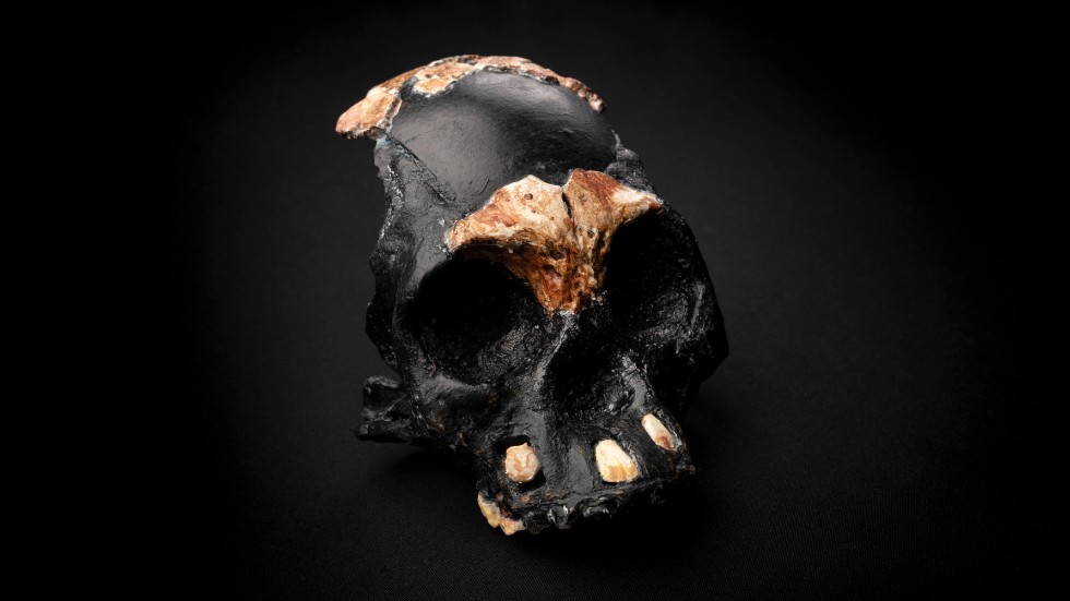Den modellerade skallen efter en ung individ ur Homo naledi-släktet, ungefär stor som en tennisboll.