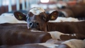 Larm om magra kor på mjölkgård i Katrineholm – Länsstyrelsen kräver kontroll av veterinär
