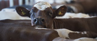 En av öns största mjölkgårdar begärs i konkurs