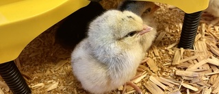 Nu kläcks kycklingarna på Vårfruberga skola: "Barnen helt lyriska"