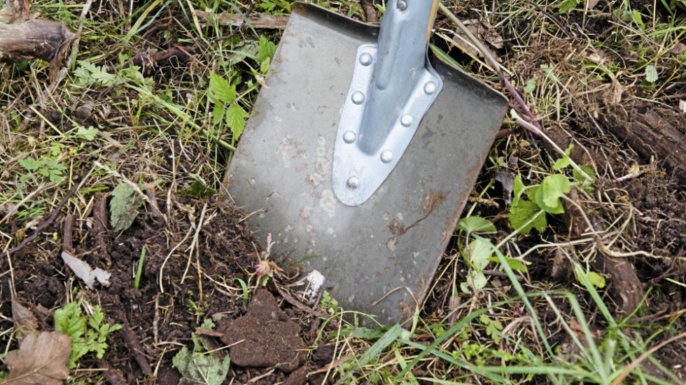 Personen som grävt upp mosippan begått ett allvarligt artskyddsbrott. Arkivfoto.