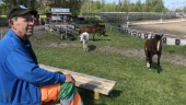 Hästarna klipper gräset inför seriestarten: "Gör det bra och går på eget drivmedel"