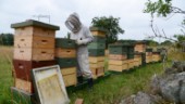Biodlarens ord till odlare – viktigt för binas överlevnad: "Spruta inte ut gift"