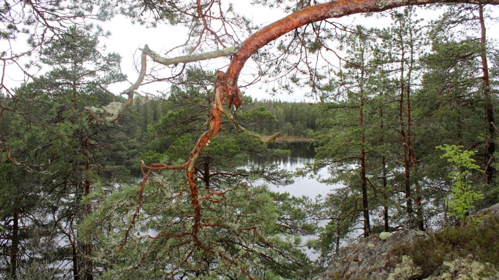 Sörmland behöver skydda minst 30 procent av skogen för att öka den lisvviktiga biologiska mångfalden. 