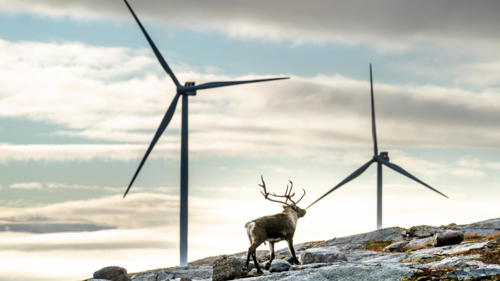 En ren med norska vindkraftsnurror i bakgrunden. Flera företag hoppas få grönt ljus att bygga vindkraft i området där Gällivare skogssameby ligger. Arkivbild.