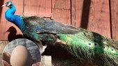 Påfågelägg till salu i Stigtomta – för 150 kronor styck: "Svårkläckta"