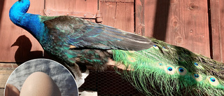 Påfågelägg till salu i Stigtomta – för 150 kronor styck: "Svårkläckta"