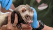 Zoodjur får experimentvaccin mot covid