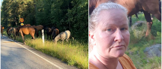 Hästflock rymde – Helen Söderberg tyglade hästarna med sin behå