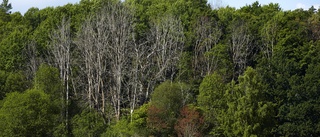 Sveaskog vill rädda hotade trädarter