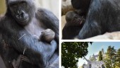 Babule och Enzo har fått tillökning – se filmen här