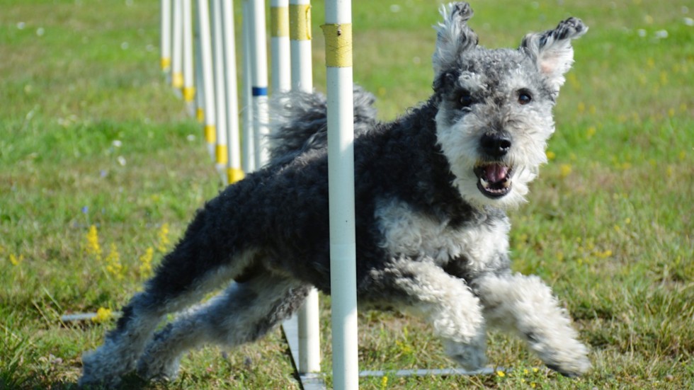Agility är en hundsport som går ut på att hunden ska ta sig igenom en hinderbana på kortast möjliga tid. Här tar sig Harry enkelt igenom slalompinnarna.