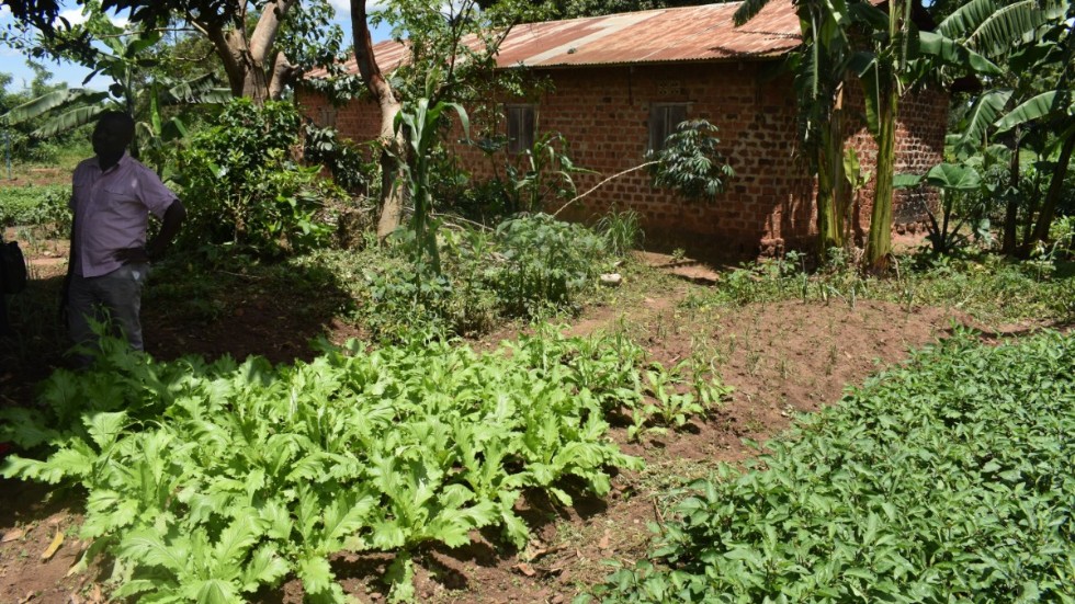 Jordbruk i Uganda