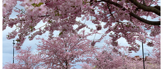 Nu blommar körsbärsträden i Talltullen