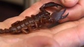 Studie om förstoppade skorpioner prisas