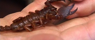 Studie om förstoppade skorpioner prisas
