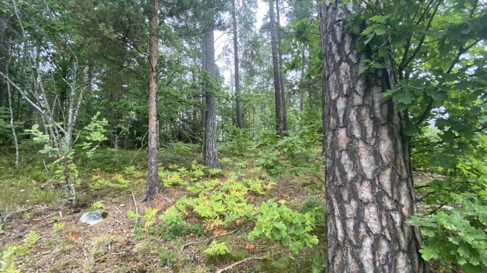 Hans Forsberg, ordförande i Nyköpings FN-förening, vädjar till kommunen om att utreda alternativ tomtmark för Biltema och därmed bevara skogen i Brandkärr.