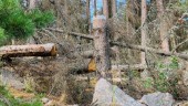 Granbarkborren tvingar fram avverkning i naturreservat i Eskilstuna: "För allmänhetens säkerhet"