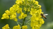 EU måste förbjuda bekämpningsmedel som skadar bin