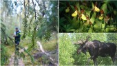 Quiz: Är du en skogsmulle? Testa dina djur- och naturkunskaper här!