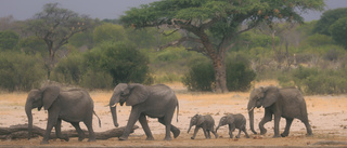 Mystisk elefantdöd i västra Zimbabwe