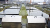 Biogasproduktionen på Lucerna kan läggas ner