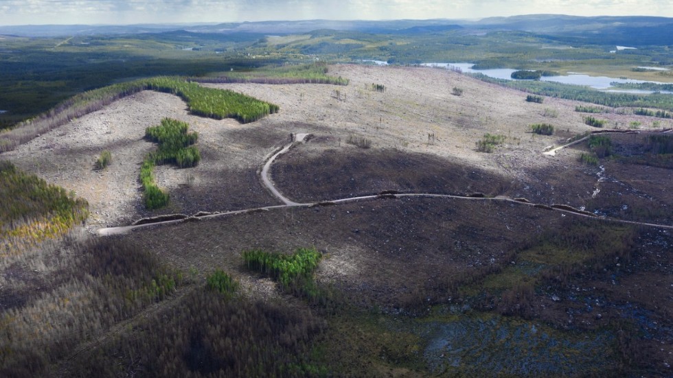 Hur ska det gå med ekosystemet när svensk skog skövlas på stora ytor? Det är huvudfrågan i Peter Magnussons dokumentärfilm "Om skogen".