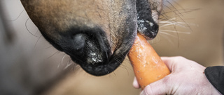 Sjuk häst fick inte veterinärvård – två personer åtalas för brott mot djurskyddslagen