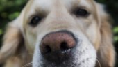 Hunddagis i Eskilstuna saknar tillstånd – verksamheten stoppas