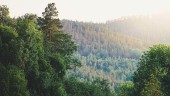 Priset på skogsmark ökade mest i Västerbottens inland: "Efterfrågan har ökat markant"