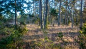 Investera i skog – för din egen och skogens skull