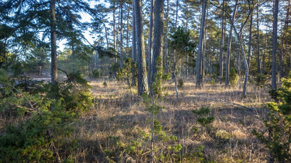 Gotländsk skog.