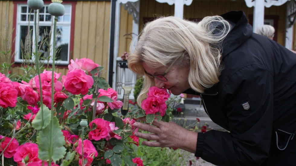 Eva Hansevi från Frödinge tar en djup sniffning i en av de prunkande rosenbuskarna i Skäfshult.