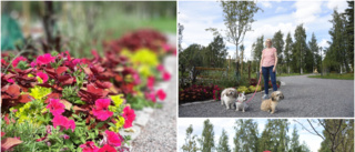 Museiparken i Luleå lyser i all sin blomsterprakt: "Har blivit jättefint här"