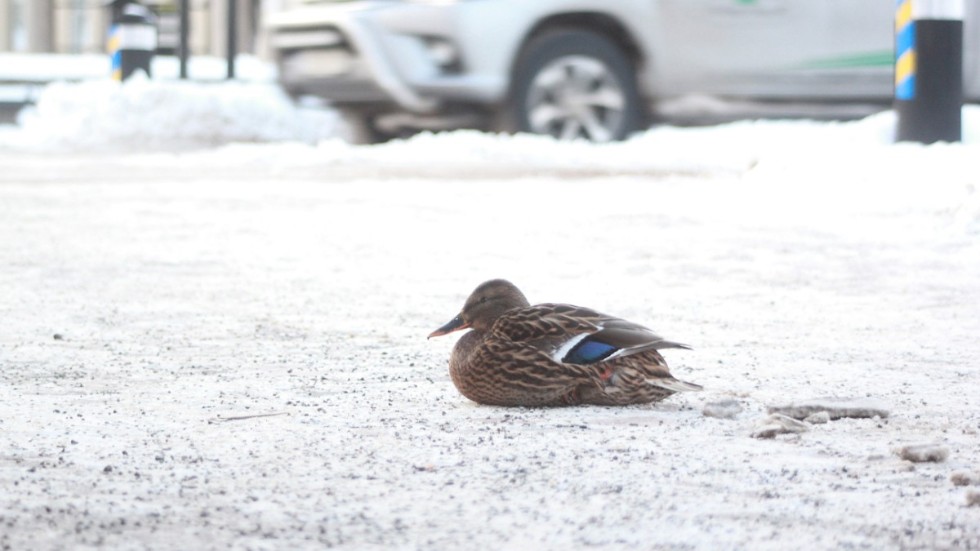 En and hade letat sig bort från Hagadalsbäcken, och tog sin tillflykt till gågatan istället.