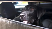 Flera larm om hund i bil under sommarhettan • Polisen: "Behöver inte betyda fara"