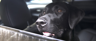 Länsstyrelsen omhändertar hund som bodde i bil