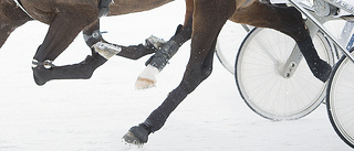 Skellefteåtravet – grattis till en bra rekrytering