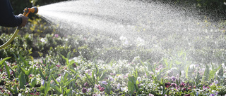 Sjunkande grundvatten – olika bud om bevattningsförbud