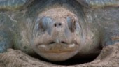 Vågor av plast förde med sig döda sköldpaddor
