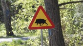 Kött kan man köpa från lokala uppfödare