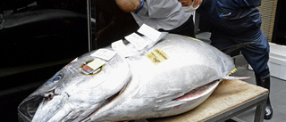 Prislappen på första tonfisken: 1,6 miljoner