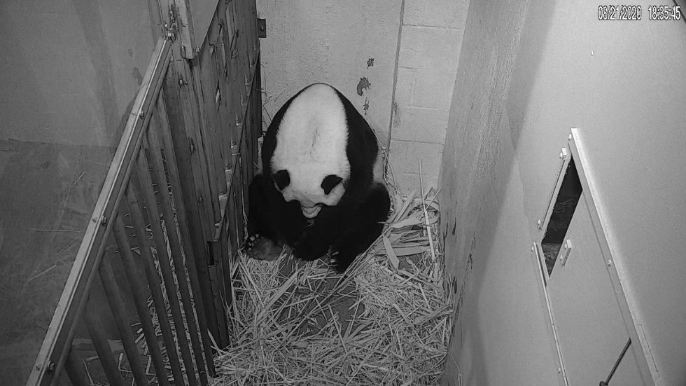 Bild från en video som visar pandan Mei Xiang strax efter att hon fött en unge.
